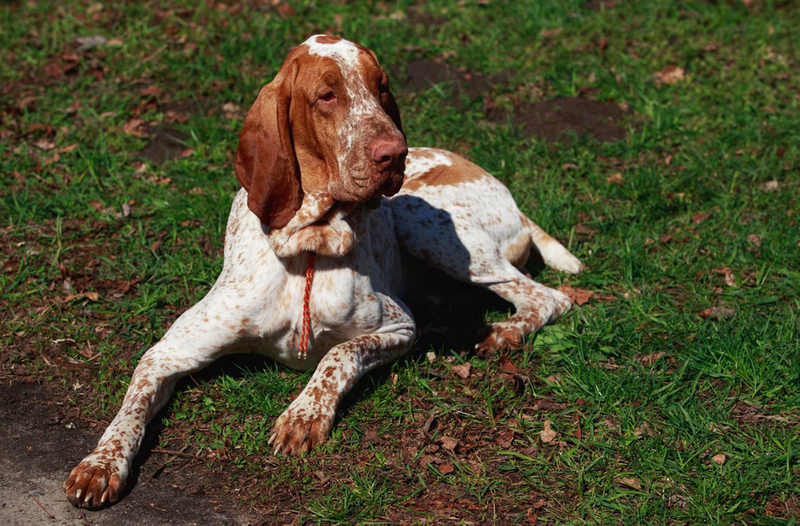 Бракк – охотничья пятнистая собака