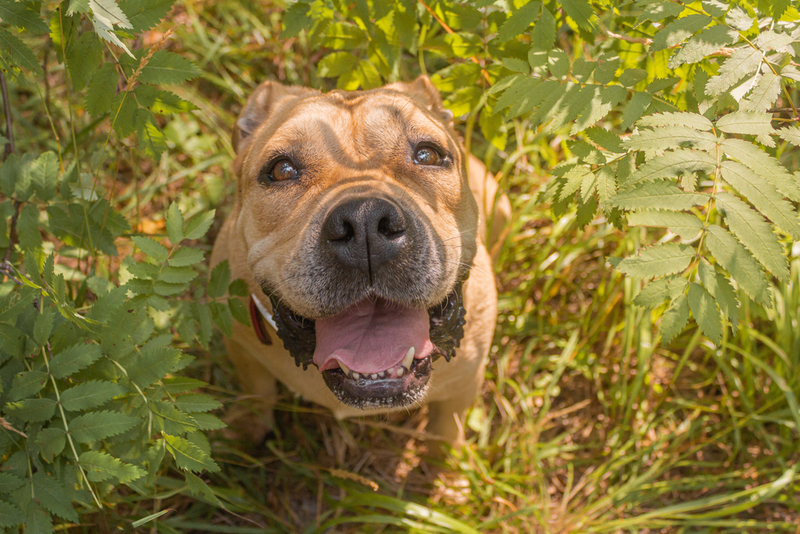 Ка-де-бо – разновидность бульдогов