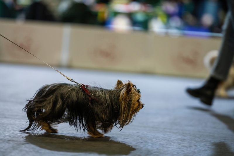 В чем отличие воспитания йорка мини и стандарта?