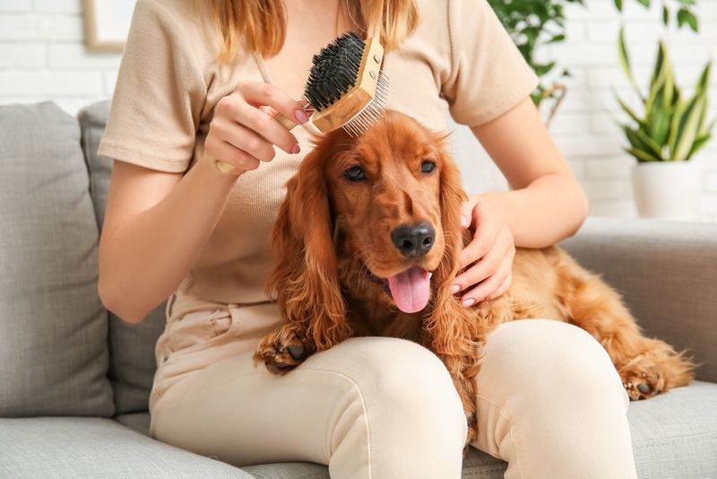 Сколько периодов длится течка у спаниеля?