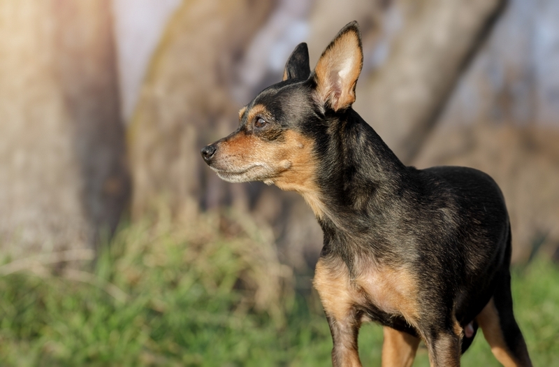 Определить, сколько прожил пражский крысарик, может ветеринар