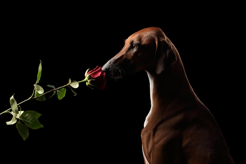 Азаваки – вислоухие собаки