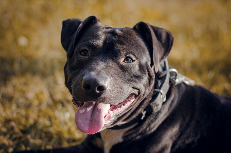 Нужна ли черному питбулю одежда для холодов?
