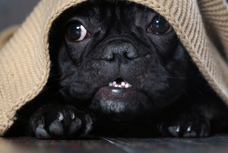 Какой уход нужен черному французскому бульдогу?