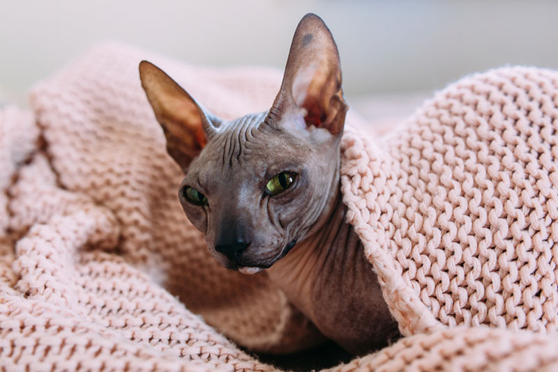 сфинкс — это одна из красивых кошачьих пород