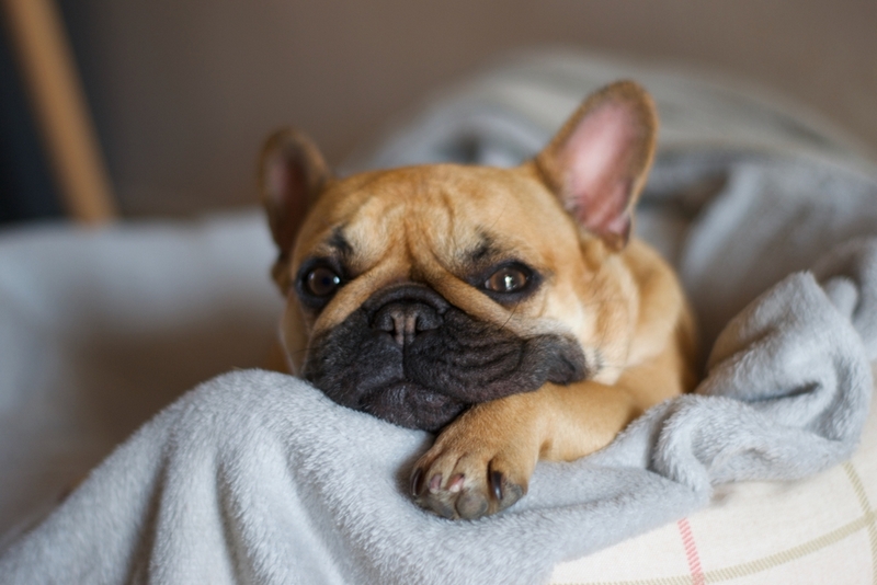 На последних сроках беременности температура французского бульдога может быть ниже нормы