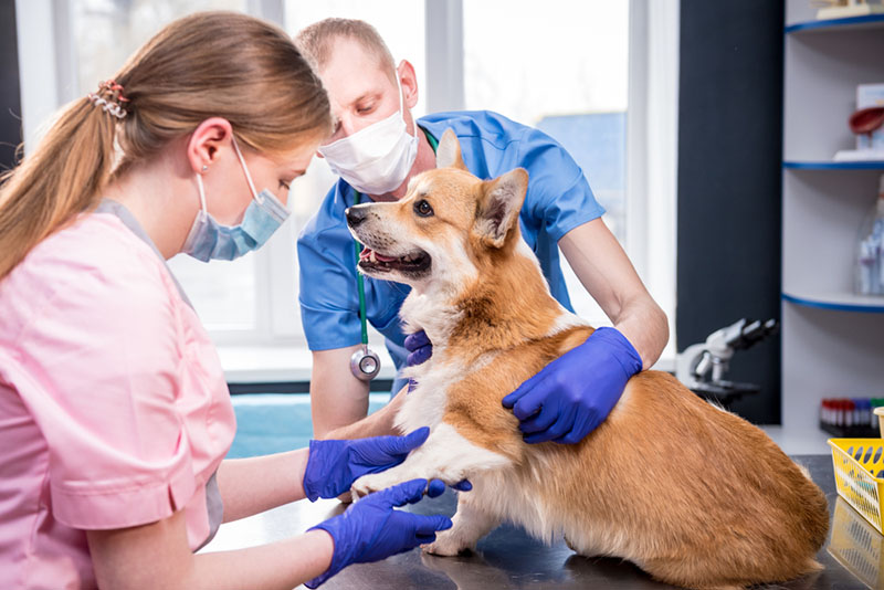 собака с онкологией перед операцией