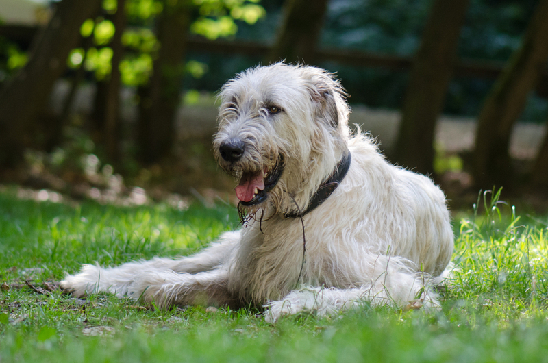 Болезни влияют на то, сколько проживет ирландский волкодав