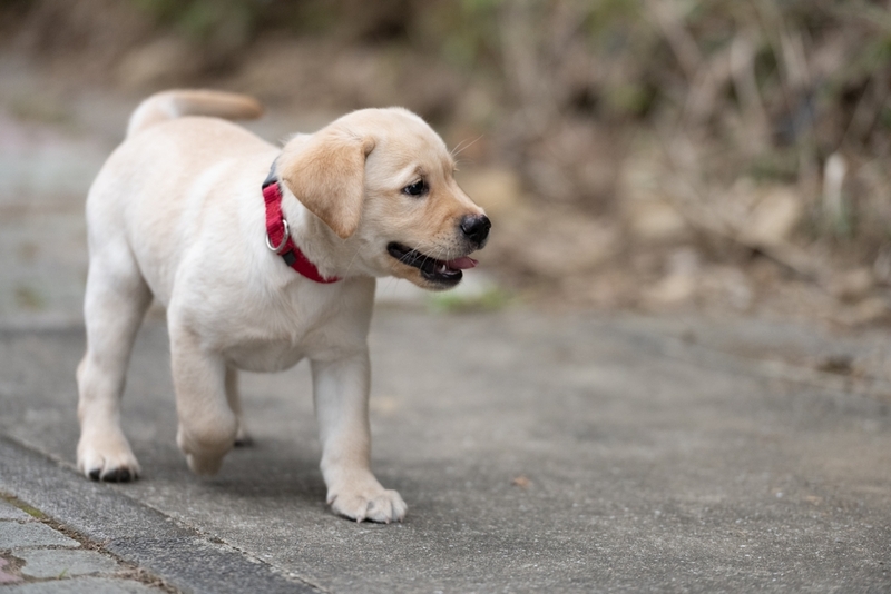 Щенок лабрадора в три месяца