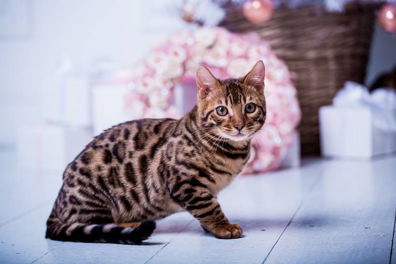 Сколько живут бенгальские кошки: продолжительность жизни бенгалов в  домашних условиях