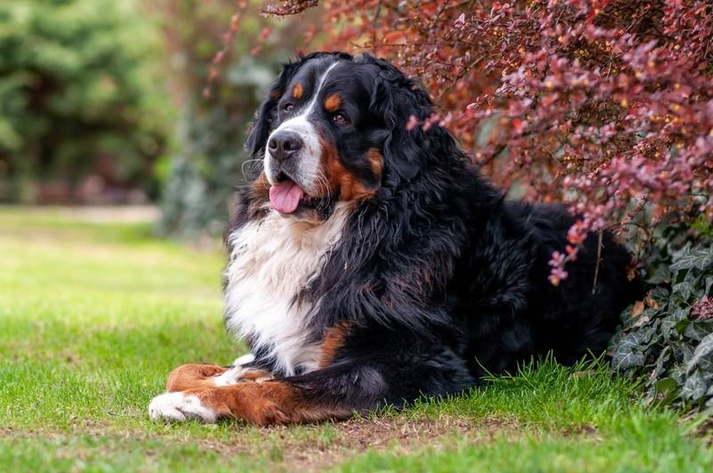 Бернский зенненхунд – большая и добрая собака