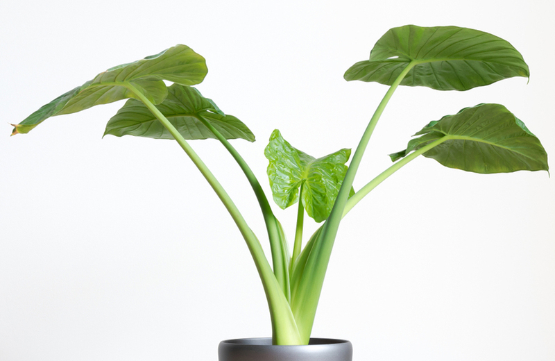 Колоказия – растение, ядовитое для кошек