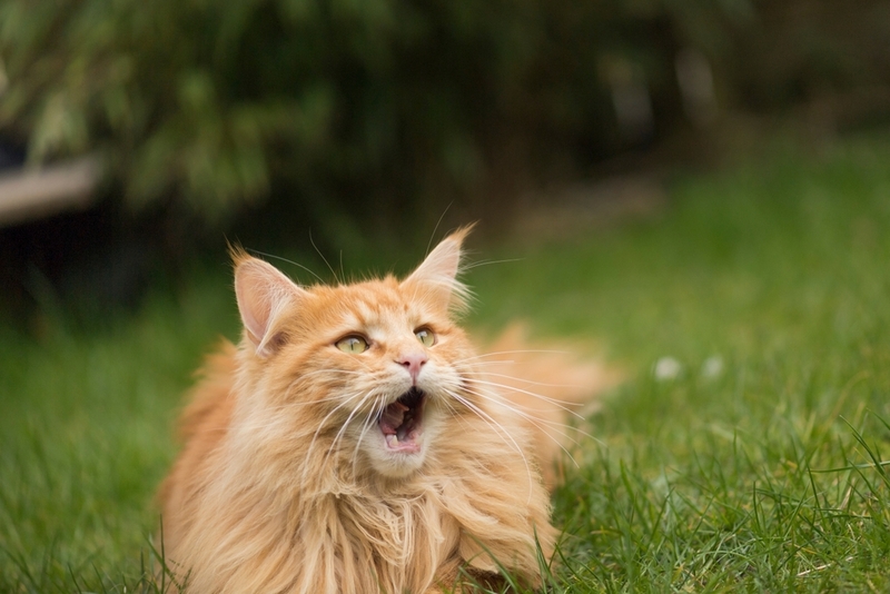 По какой причине у кота выпал зуб?