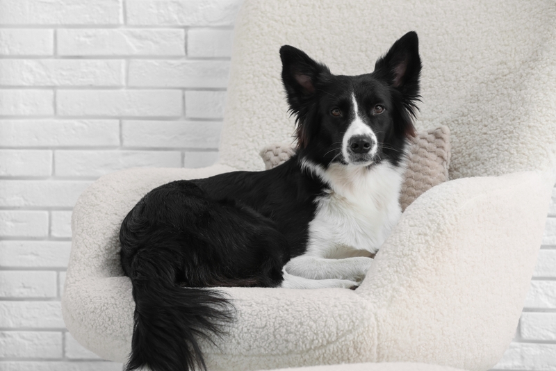 Кормление влияет на вес бордер-колли