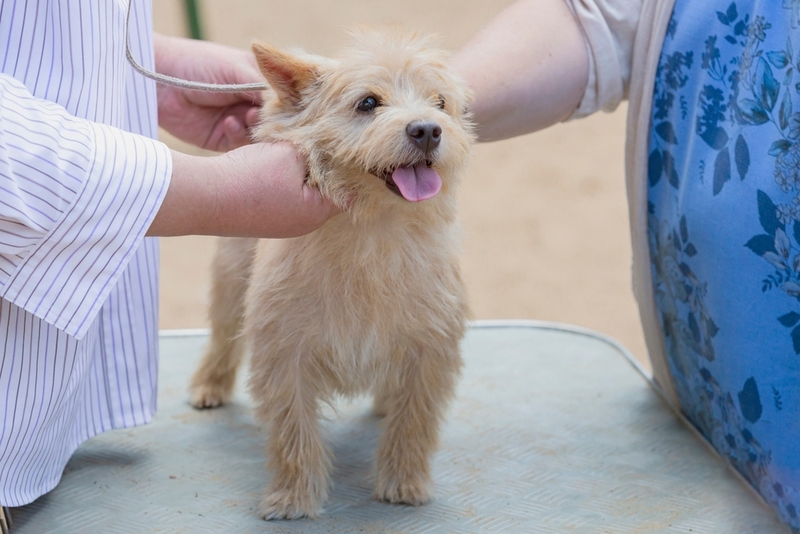 Собака с хендлером на выставке
