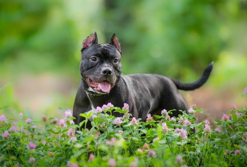 Окрас черного питбуля связан с генами