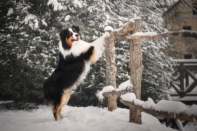 Аусси – собака, которая может работать поводырем