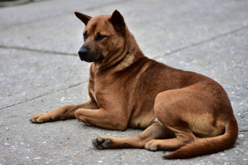 Охранные породы собак: ТОП-20 лучших сторожевых для охраны частного дома