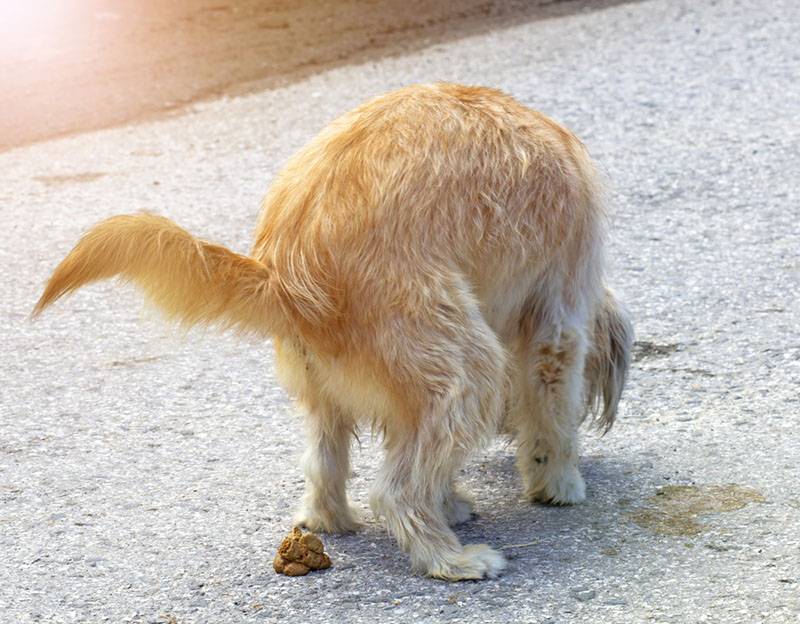 Желтый кал у собаки – 7 причин, почему такой цвет у стула