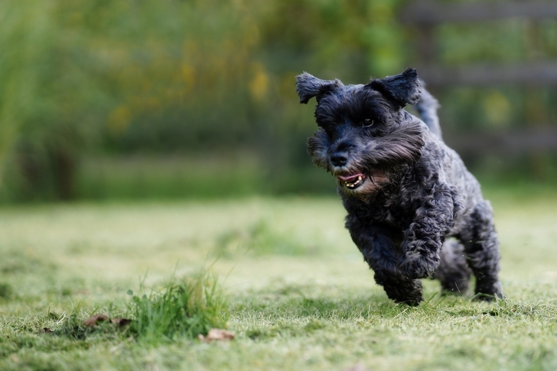 Цвергшнауцеры имеют характерные болезни