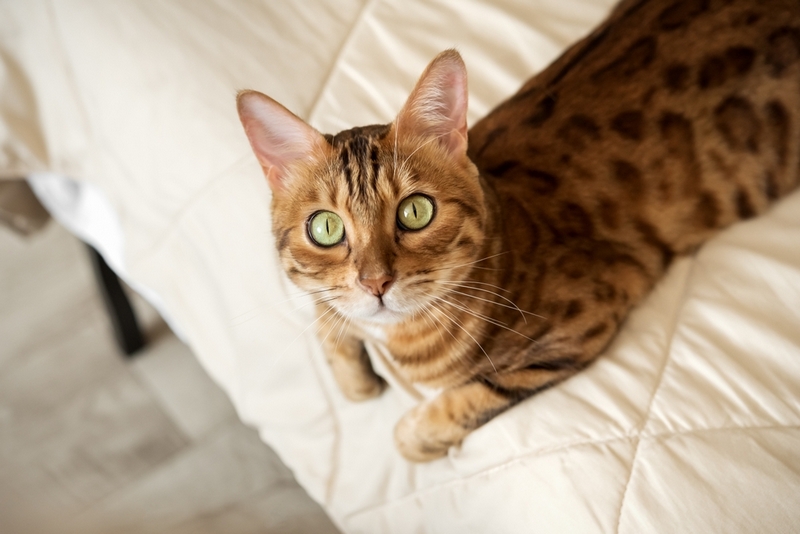 Во время беременности и родов бенгальской кошке нужна помощь владельца