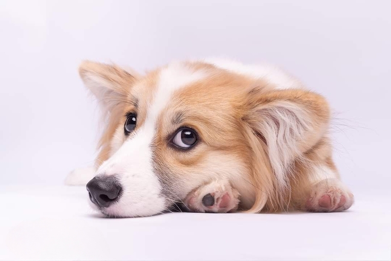 Из-за боли корги может быть злым