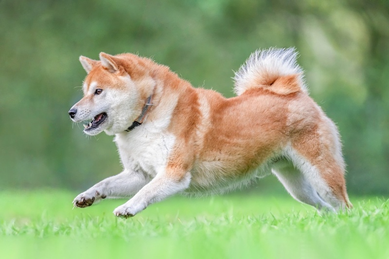 Важно знать, сколько весит сиба-ину в разном возрасте