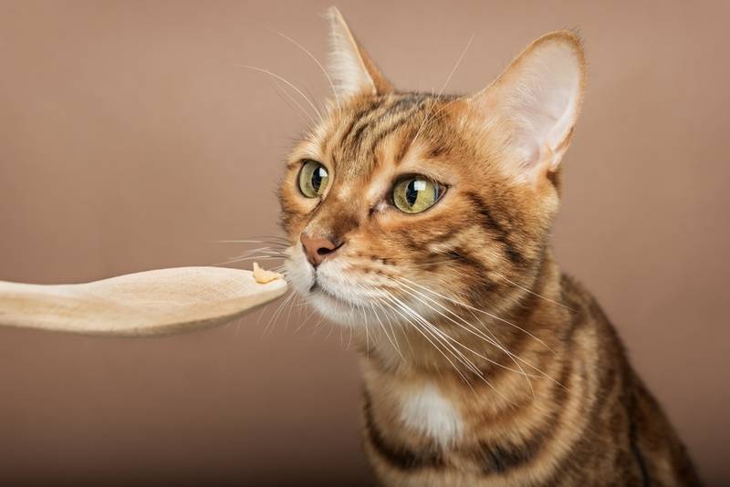 Чем правильно кормить кошку? Советы на Petstory