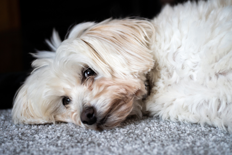 Сидром Киари проявляется у собак слабостью