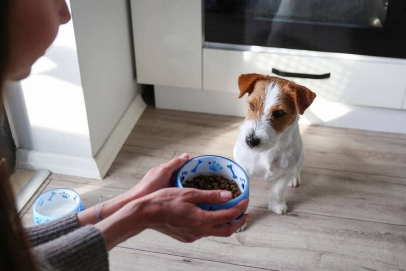 Рацион влияет на то, сколько весит джек-рассел-терьер