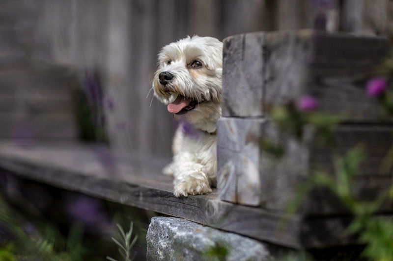 Мальтезе с болезнями живут меньше