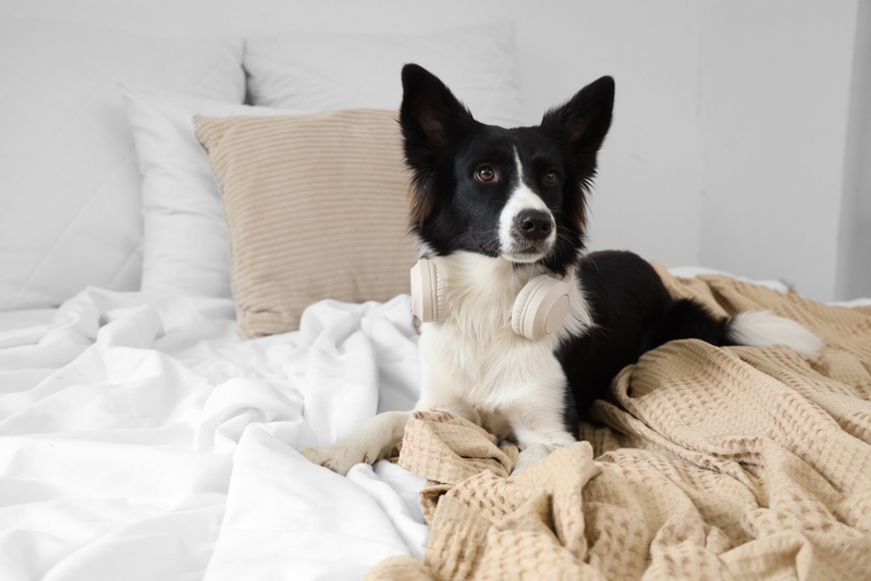 Некоторые заболевания у бордер-колли развиваются после рождения