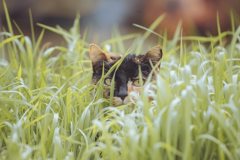 Почему домашние кошки любят траву?