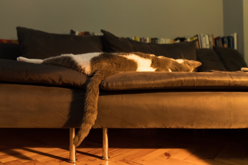 Почему кошка спит постоянно?