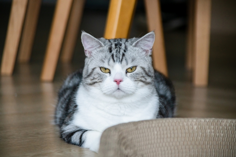 Течка у шотландской кошки делится на несколько периодов