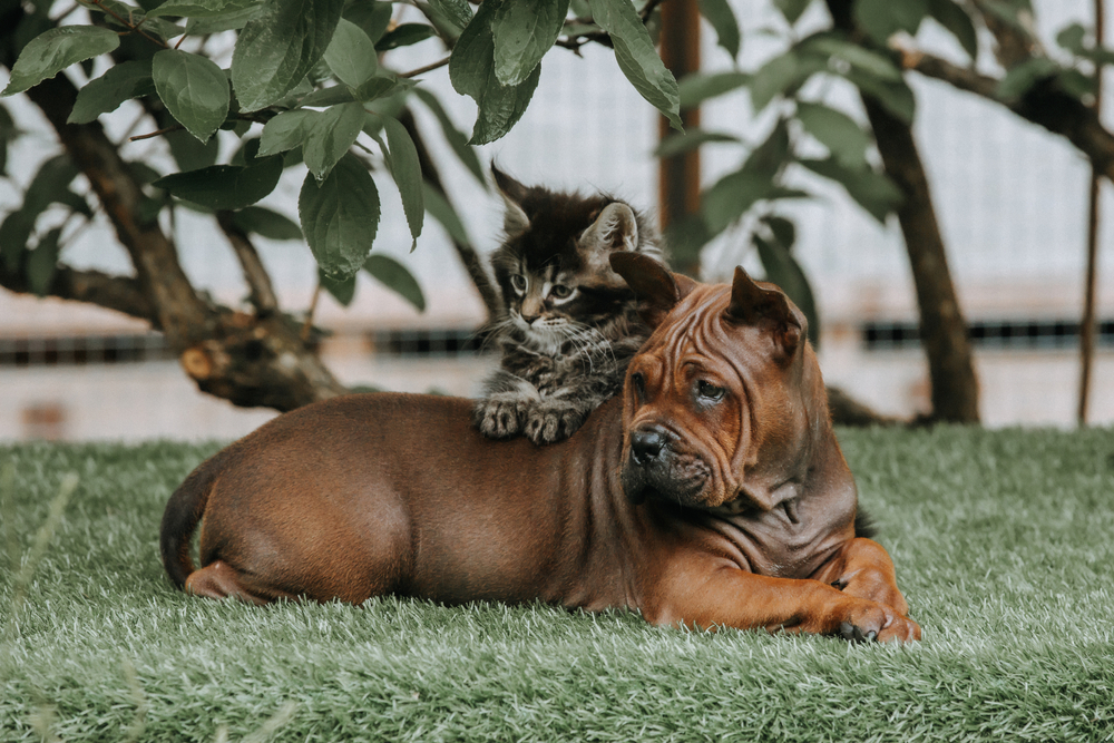 Порода китайский дог