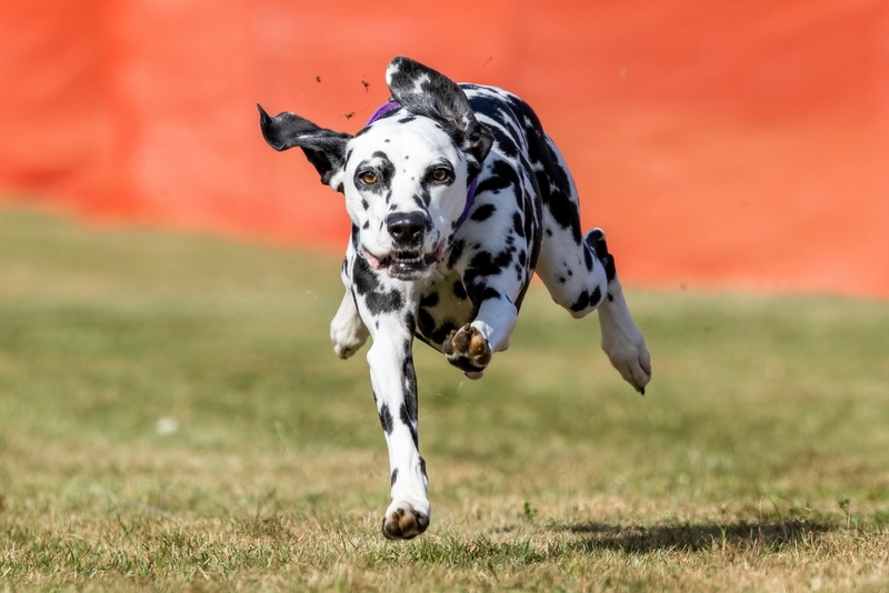 Важно знать, сколько живут далматины