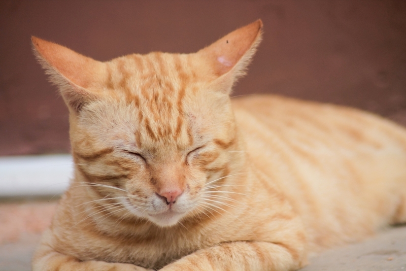 Сердечная недостаточность у кошек опасна осложнениями