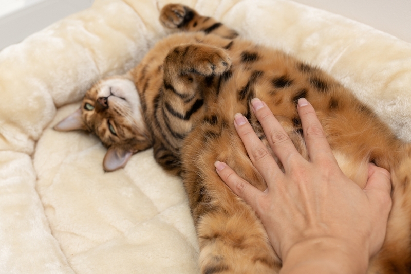 Когда аллергенность бенгальской кошки увеличивается?