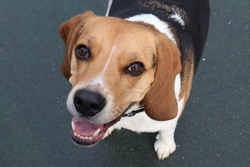 Болезни биглям могут передаваться по наследству