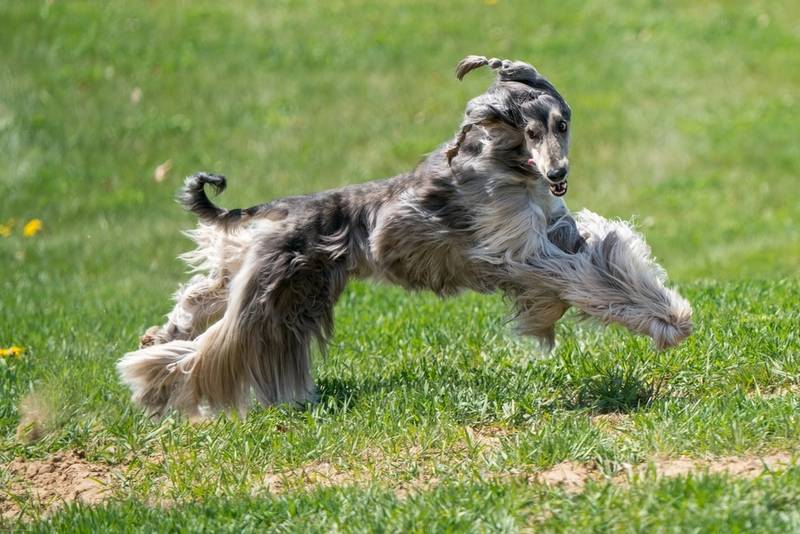 Афганская борзая — грациозная смешная собака