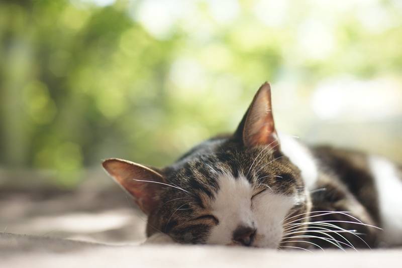 Как определить возраст кошки: определение возраста кота в домашних условиях  по внешним признакам