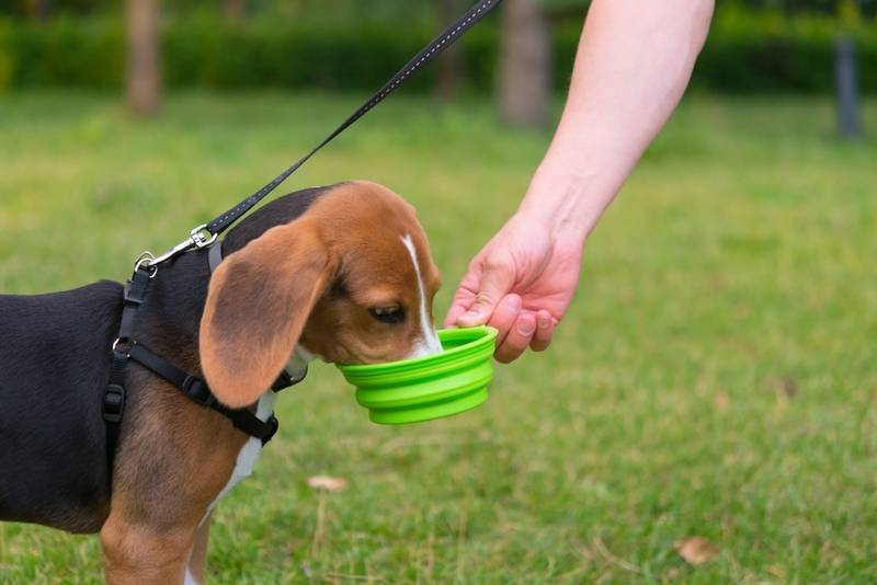 Важность достаточного количества воды для здоровья собак