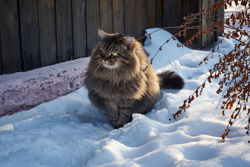 Важно контролировать, сколько весит сибирская кошка по мере взросления