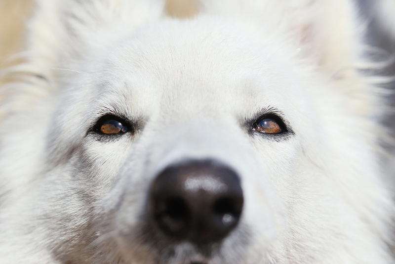 Бельмо у собаки может поражать не только роговицу