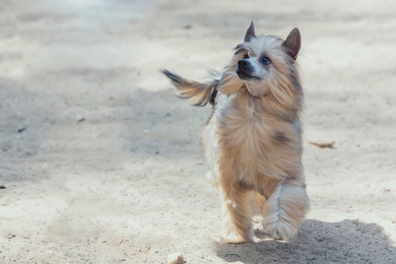 Китайская хохлатая собака живет меньше людей
