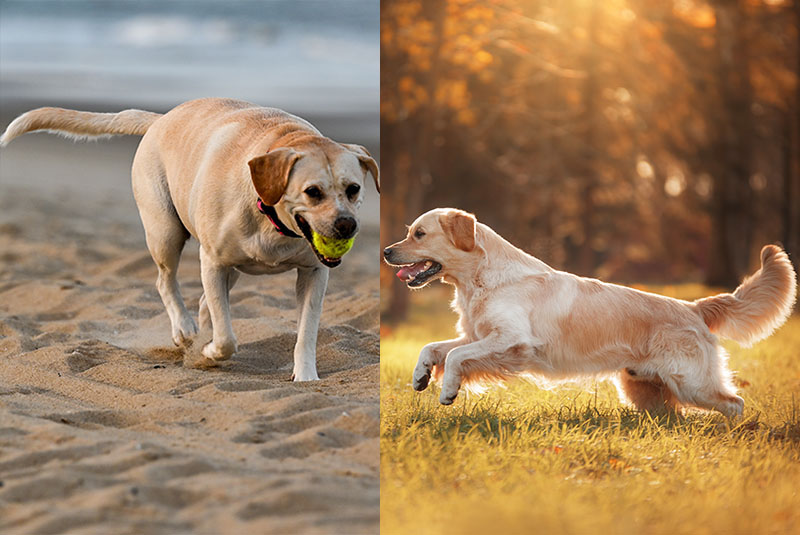 Какой хвост у лабрадора и ретривера?