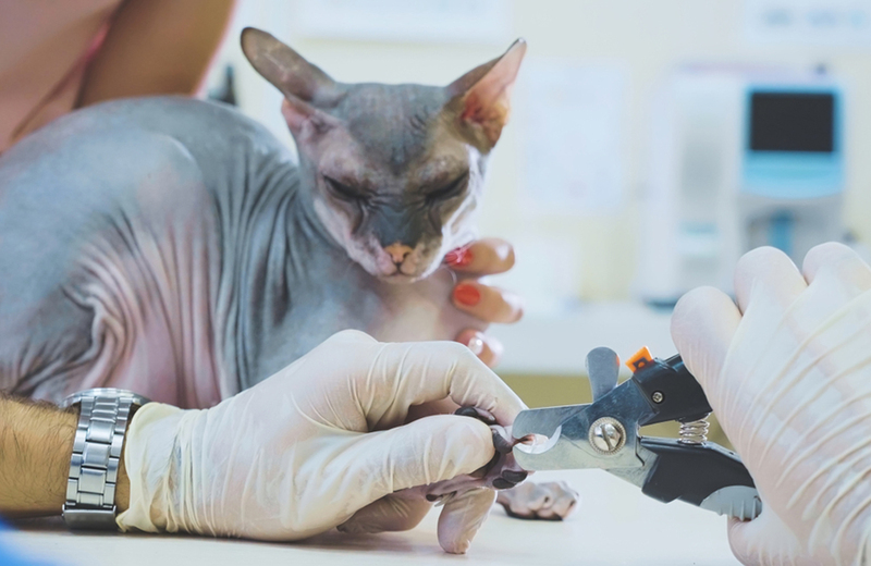 Уход и содержание сфинкса подразумевает стрижку когтей