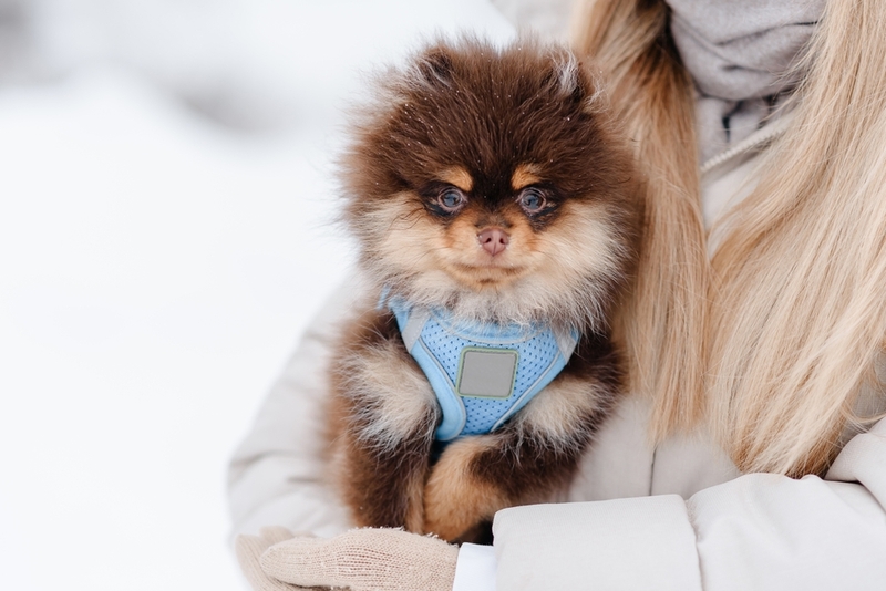 Можно ли считать шпица гипоаллергенным?