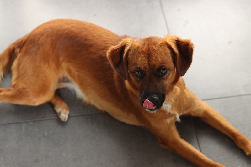 Кошачий корм может вызвать у собаки нарушение пищеварения